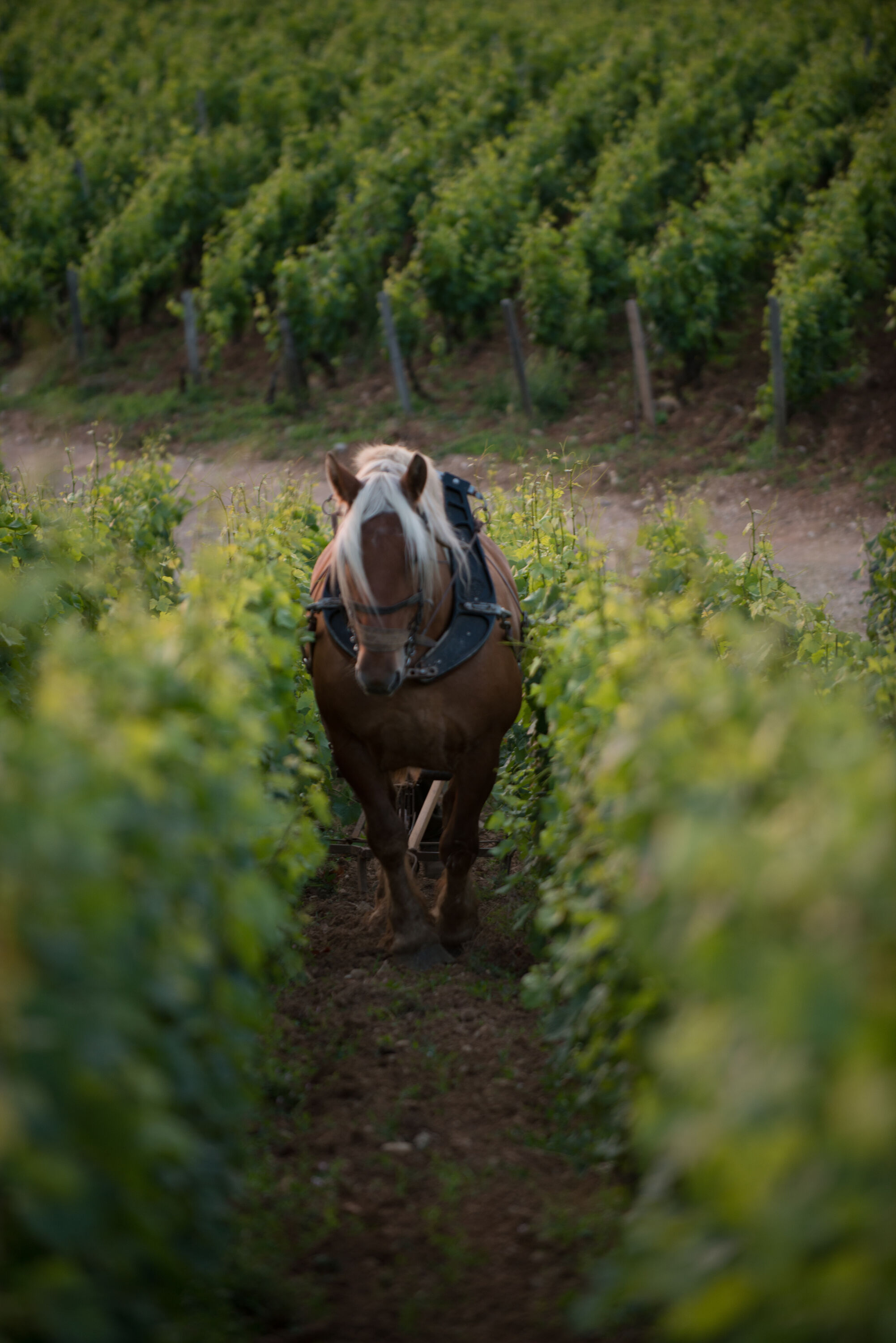 safari wine tours beaune