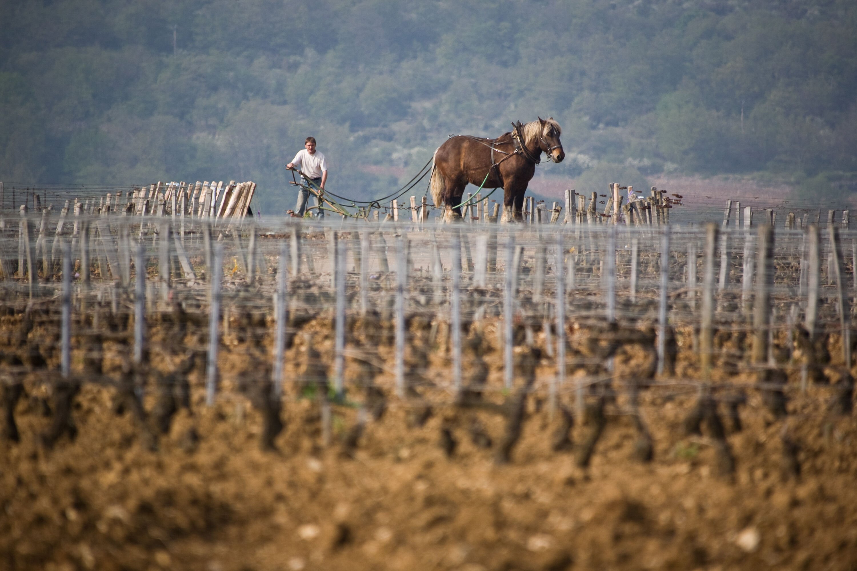 safari wine tours beaune