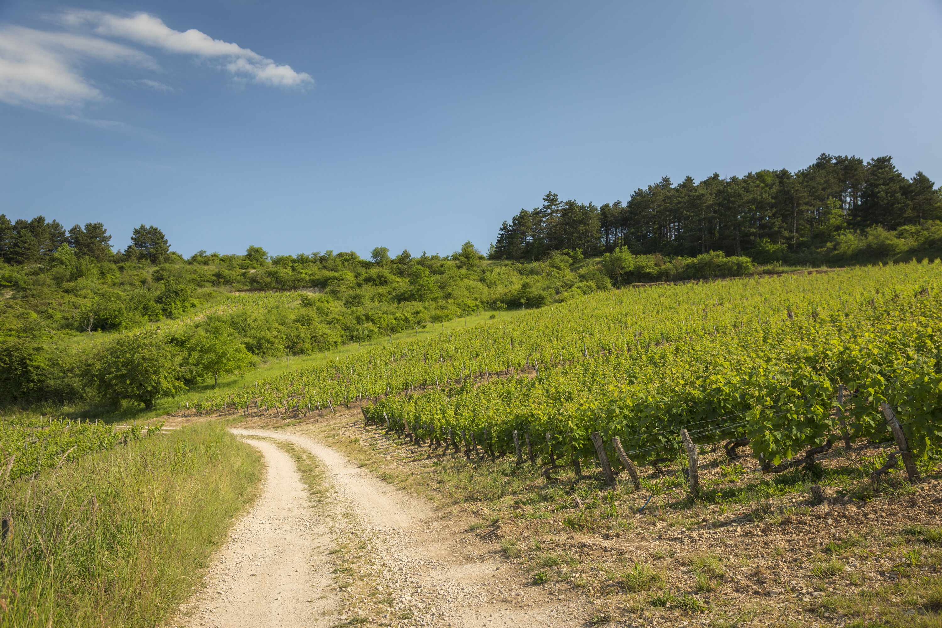 safari wine tours beaune