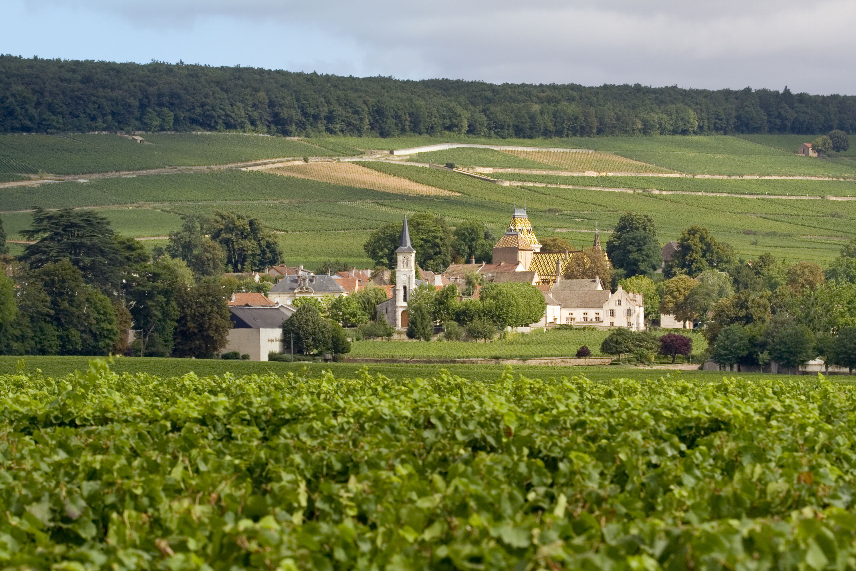 burgundy vineyard tours